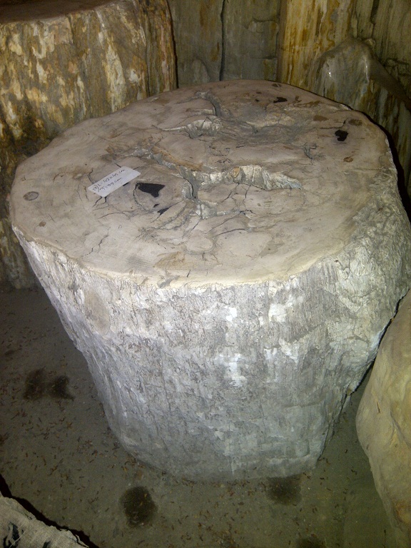 Versteinertes Holz 14_03