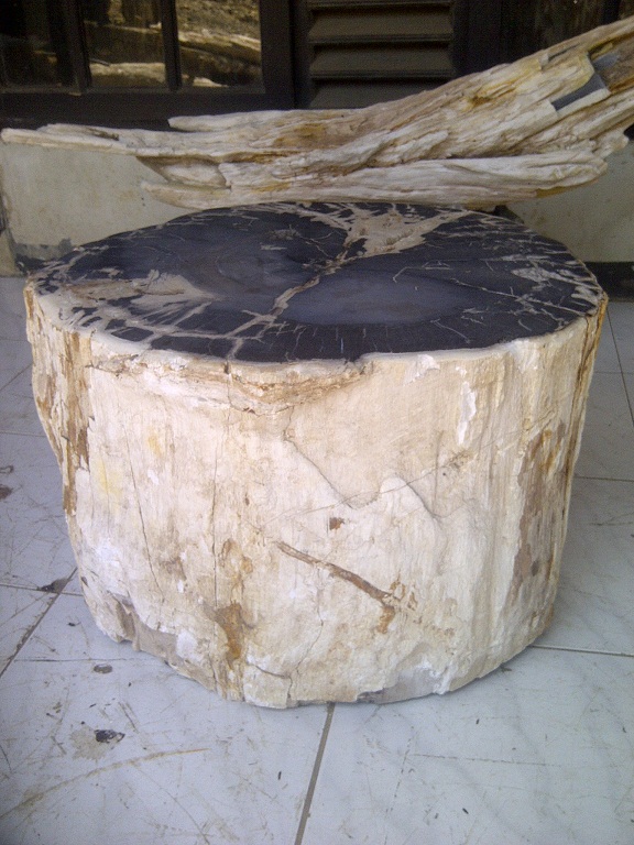 Versteinertes Holz 14_06