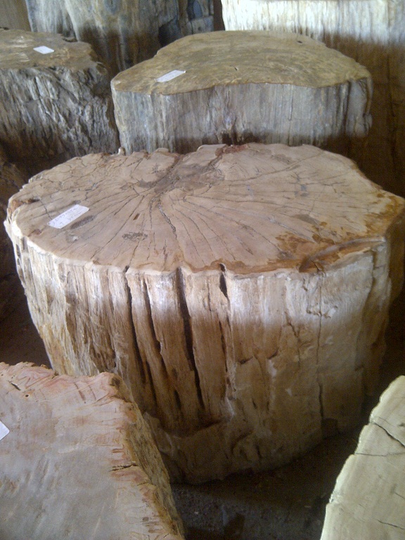 Versteinertes Holz 14_05