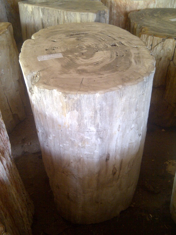 Versteinertes Holz 14_04