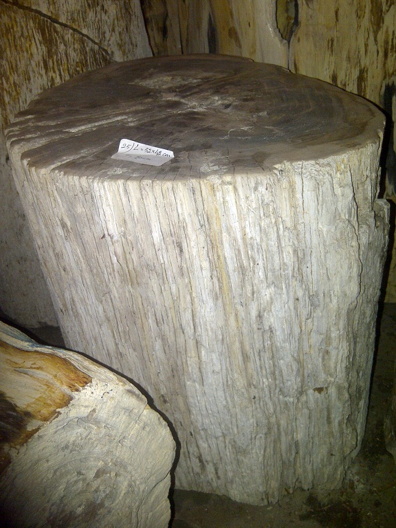 Versteinertes Holz 14_02