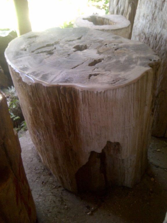 Versteinertes Holz 14_01